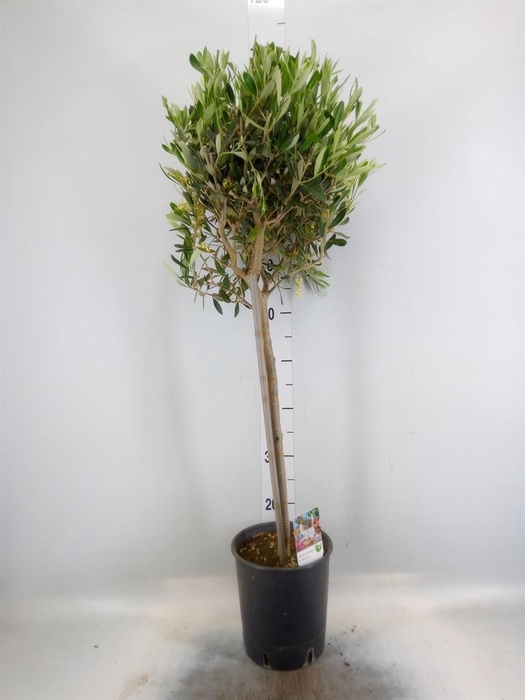 <h4>Olea europaea</h4>