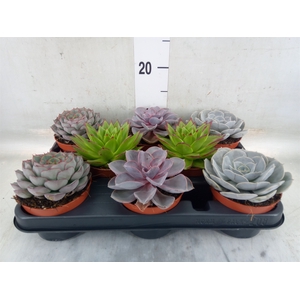 Echeveria   ...mix