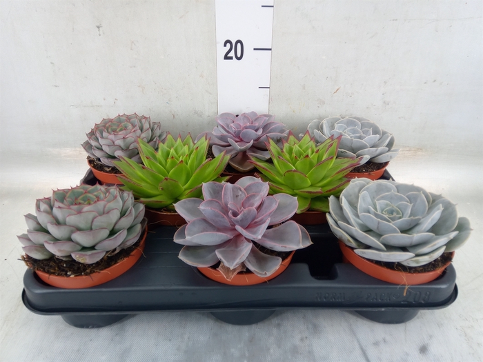 <h4>Echeveria   ...mix</h4>