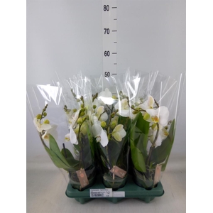 Phalaenopsis  'Spirit White'