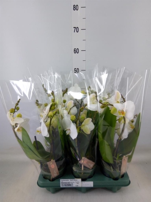 <h4>Phalaenopsis  'Spirit White'</h4>