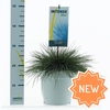 Festuca glauca Intense Blue® P23