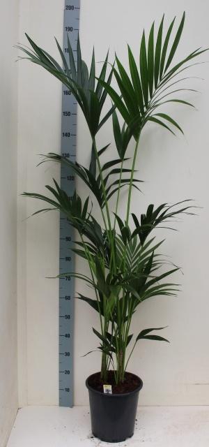 <h4>HOWEA FORSTERIANA</h4>