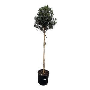 Olea Europeaea stam - 160cm