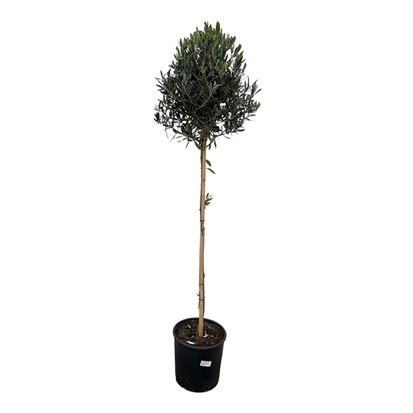 <h4>Olea Europeaea stam - 160cm</h4>