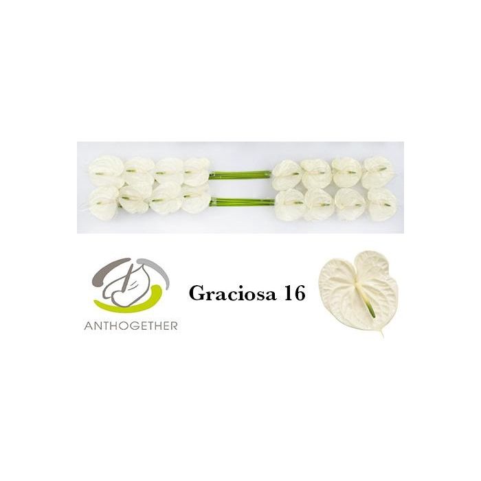 <h4>Anth A Graciosa</h4>