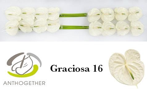 Anth A Graciosa