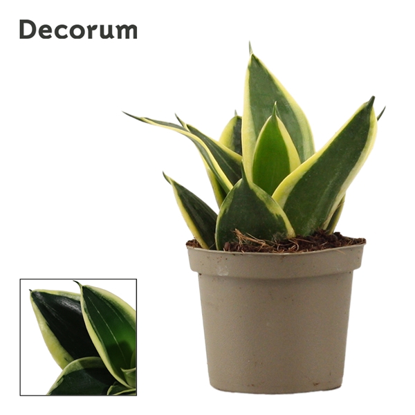<h4>Sansevieria Hahnii 9 cm Jade Pagoda (Decorum)</h4>