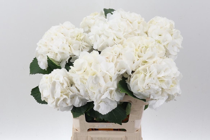 <h4>Hydr M Schneeball</h4>