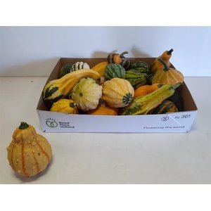 CUCURBITA MAYA MIX