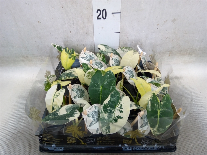 <h4>Alocasia   ...</h4>