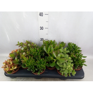 Crassula   ...mix