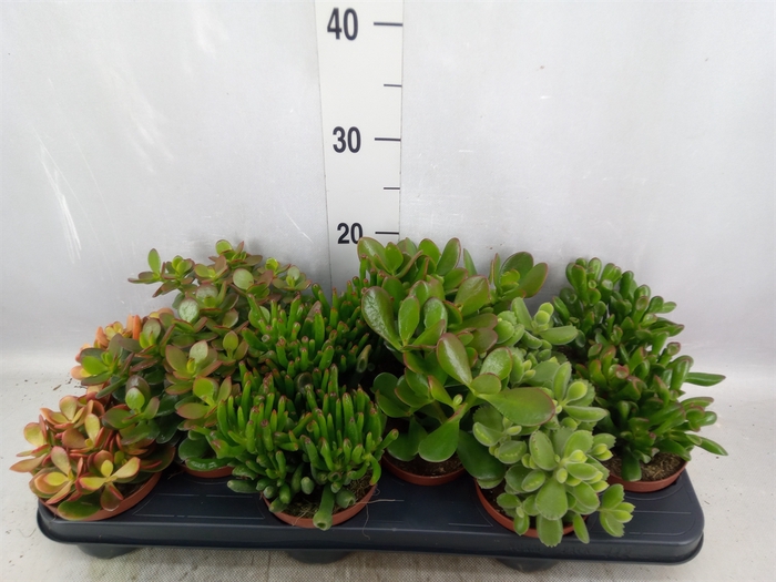 <h4>Crassula   ...mix</h4>