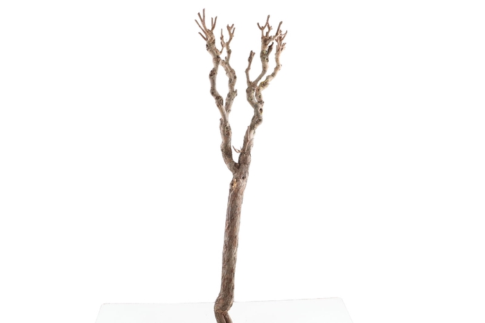 <h4>Syringa Branch Super Beethoven</h4>