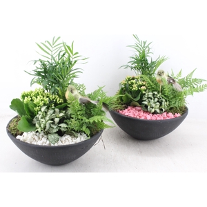 arr2 PL - Ebbischaal L - roze/wit