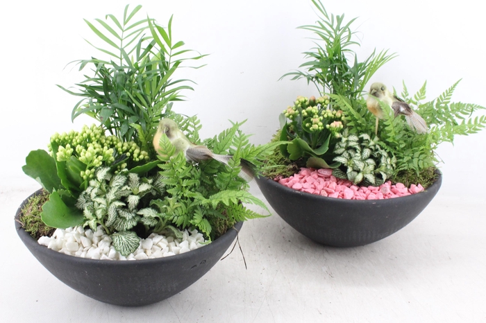 <h4>arr2 PL - Ebbischaal L - roze/wit</h4>