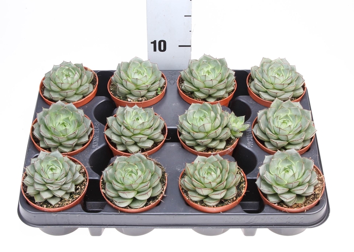 <h4>Echeveria   ...</h4>