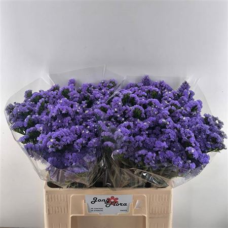 <h4>Lim S Pippa Wings</h4>