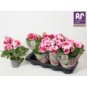 PRIM OB TM RED WHITE