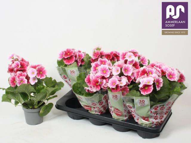 <h4>PRIM OB TM RED WHITE</h4>