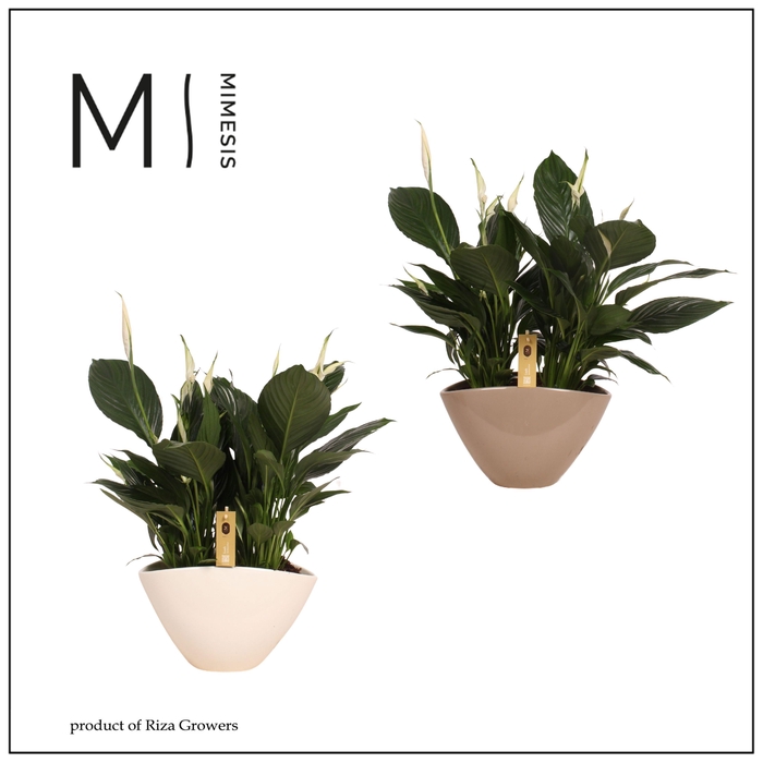 <h4>Spathiphyllum Pico Cupido - 13 cm in Eileen pot</h4>