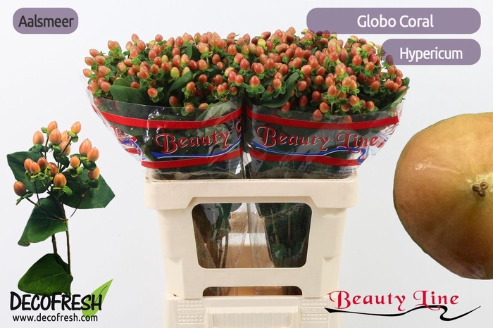 <h4>HYP GLOBO CORAL</h4>