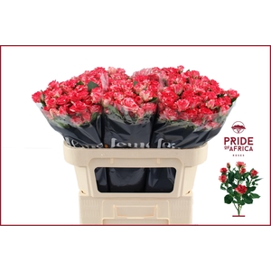 R TR FIREWORKS Water