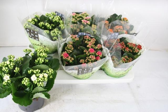 <h4>KAL GE GEM 5 KL</h4>