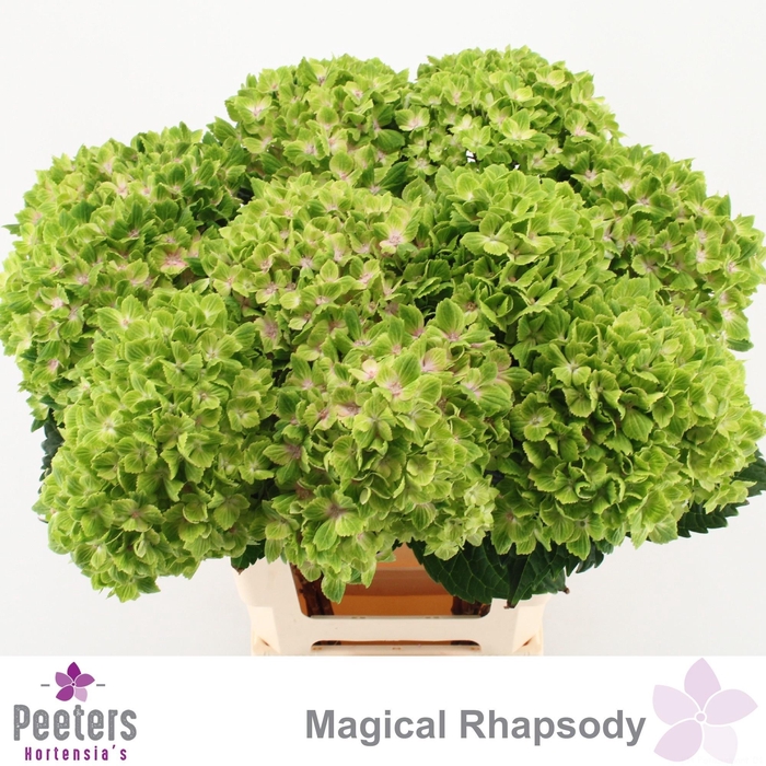 <h4>HYDR M MAG RHAPSODY</h4>