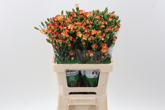 <h4>Di Tr Carimbo x20</h4>