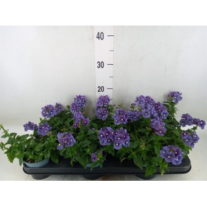 Nemesia  'Aromatica True Blue'