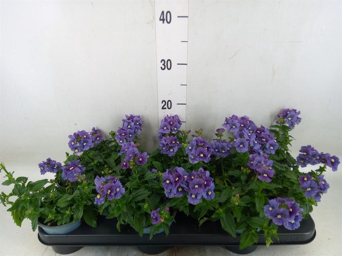 <h4>Nemesia 'Aromatica True Blue'</h4>