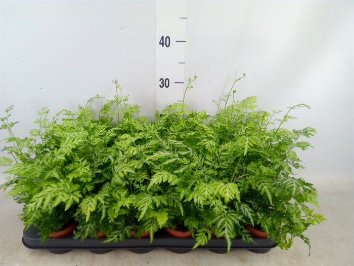 <h4>Pteris ensiformis 'Evergemiensis'</h4>