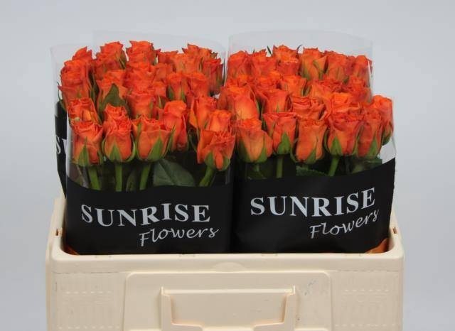 <h4>R GR ORANGE WAVE</h4>