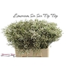 Lim Sin Sen Tip Top