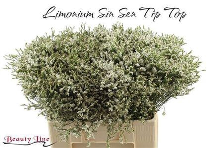 Lim Sin Sen Tip Top