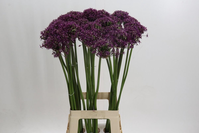 <h4>ALLIUM MIAMI*</h4>