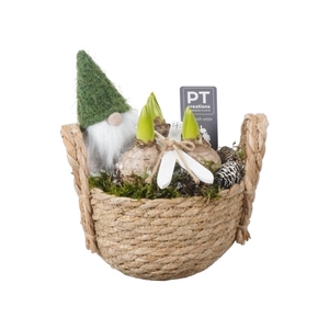 PTHCH2206 Arrangement Hyancint Christmas in rieten mand met oren