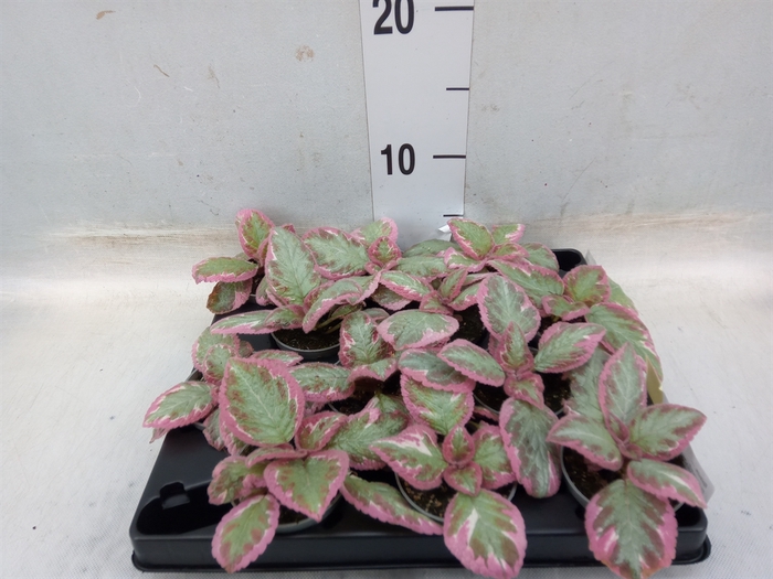 <h4>Episcia   ...</h4>