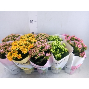 Kalanchoe blos.   ..rosebud mix GR