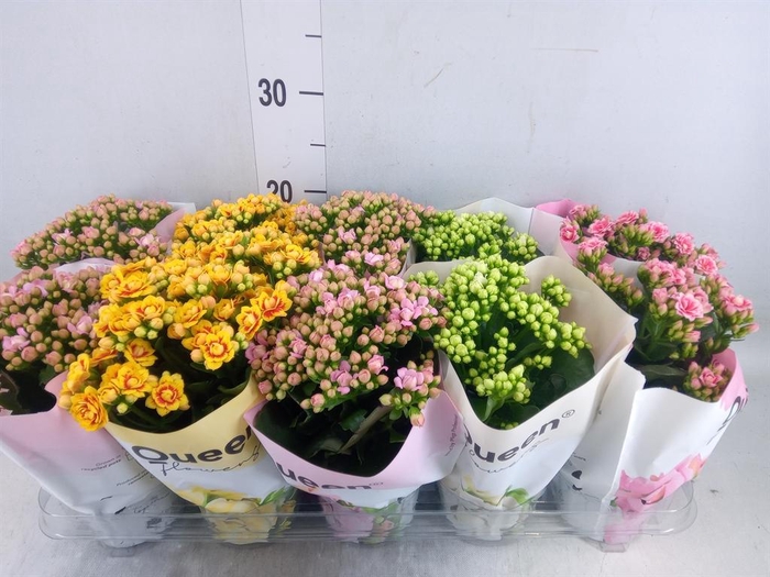 <h4>Kalanchoe blos. ..rosebud mix GR</h4>