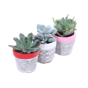 Succulenten 5,5 cm in 3 kleuren konische beton potje met hartjes