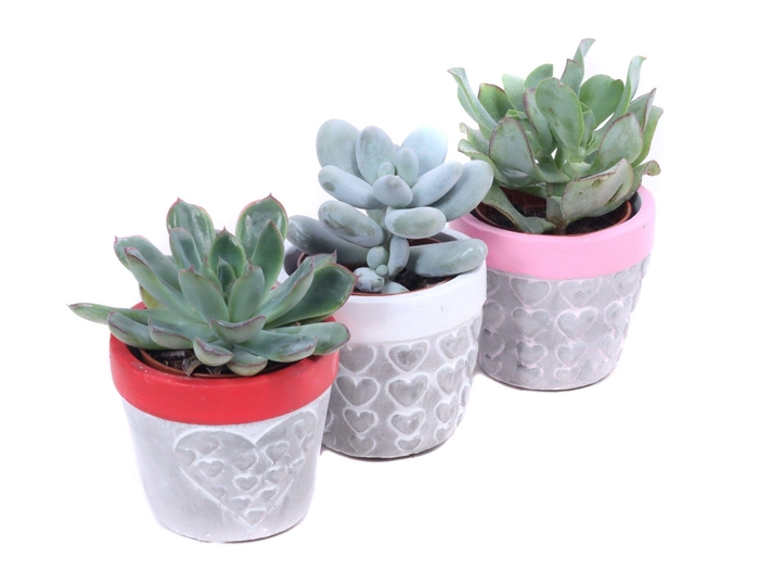 <h4>Succulenten 5,5 cm in 3 kleuren konische beton potje met hartjes</h4>