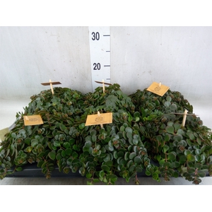 Sedum makinoi 'Kosmosje'