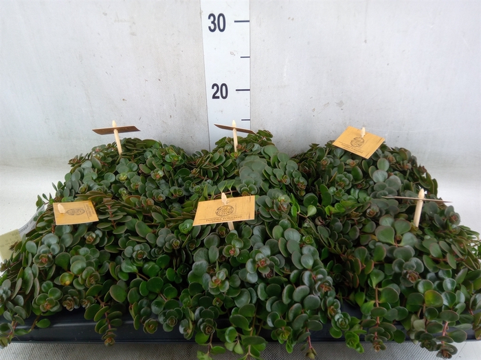 <h4>Sedum makinoi 'Kosmosje'</h4>