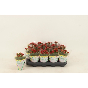 Kalanchoe Double Red