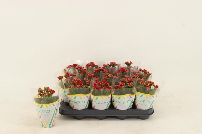 <h4>Kalanchoe Double Red</h4>
