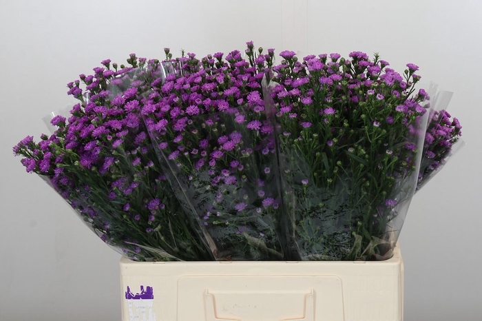 Aster Baby Pink