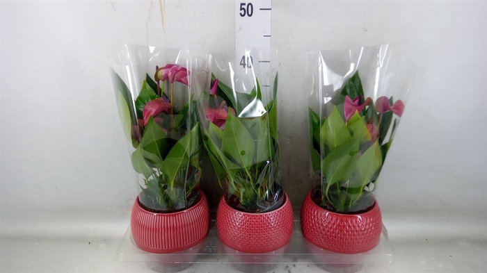 <h4>Anthurium andr. 'Pure Purple'</h4>