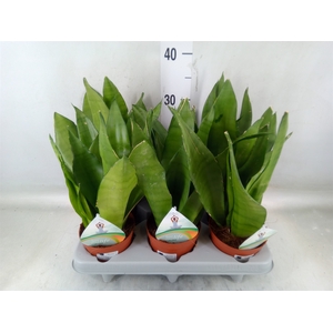 Sansevieria   ...